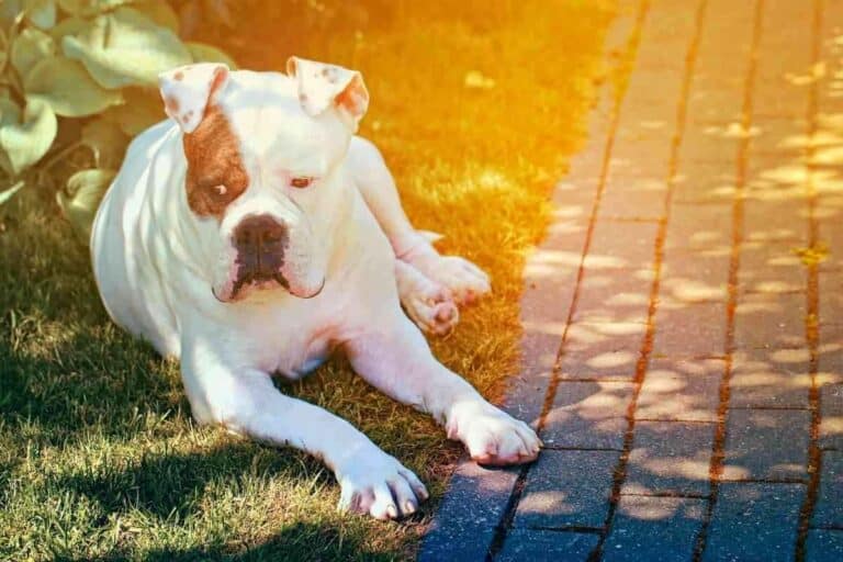 How Much Exercise Does An American Bulldog Need?