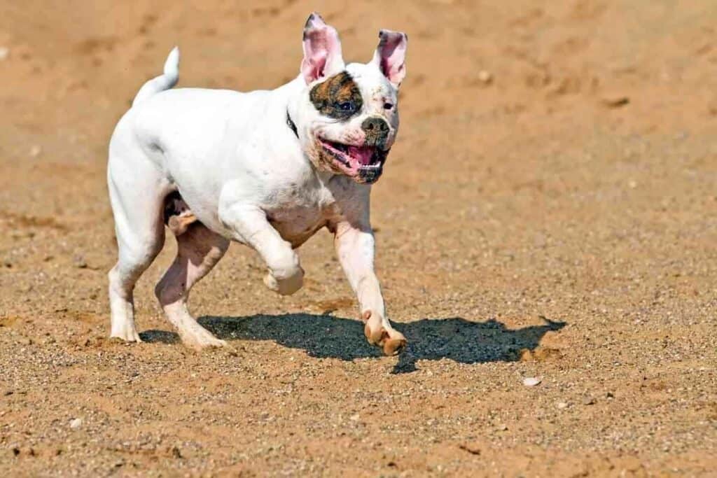 How Much Exercise Does An American Bulldog Need 1 How Much Exercise Does An American Bulldog Need?