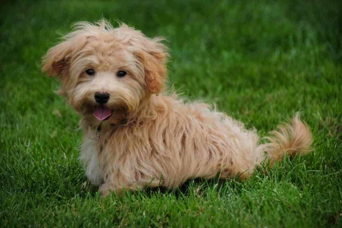 How Often Should I Take My Maltipoo Out A Guide By Age Yolo Pooch   How Often Should I Take My Maltipoo Out  