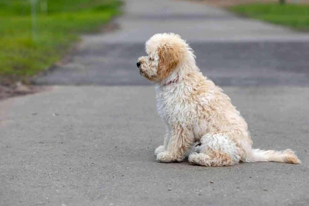 How Often Should I Take My Maltipoo Out 1 How Often Should I Take My Maltipoo Out? A Guide By Age