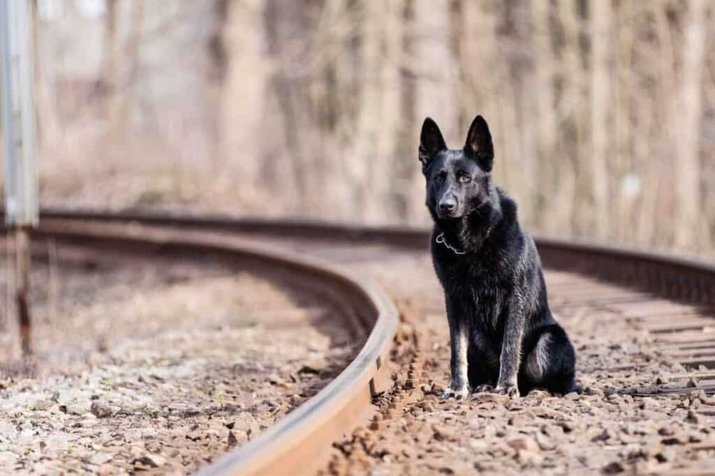 How Rare Are Black German Shepherds Answered 1 1 How Rare Are Black German Shepherds? Answered!
