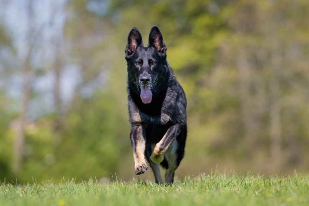 How Rare Are Black German Shepherds Answered 2 1 The 6 Rarest German Shepherd Colors (Ranked!)