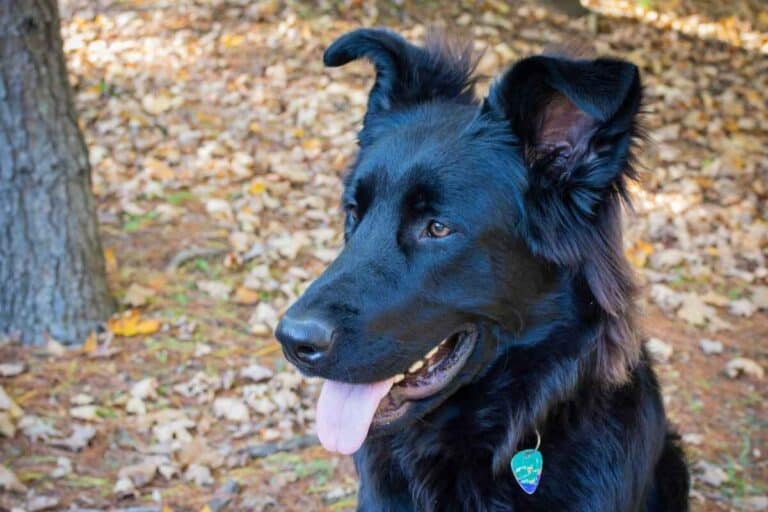 How Rare Are Black German Shepherds? Answered!