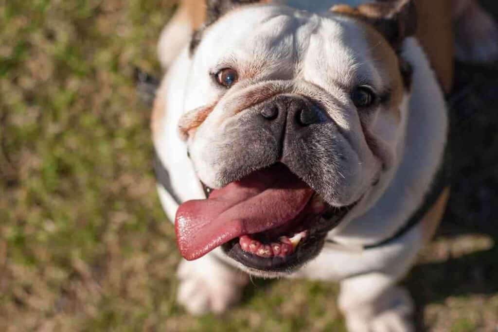 Reasons Why Your Bulldog Whines So Much 1 1 7 Reasons Why Your Bulldog Whines So Much