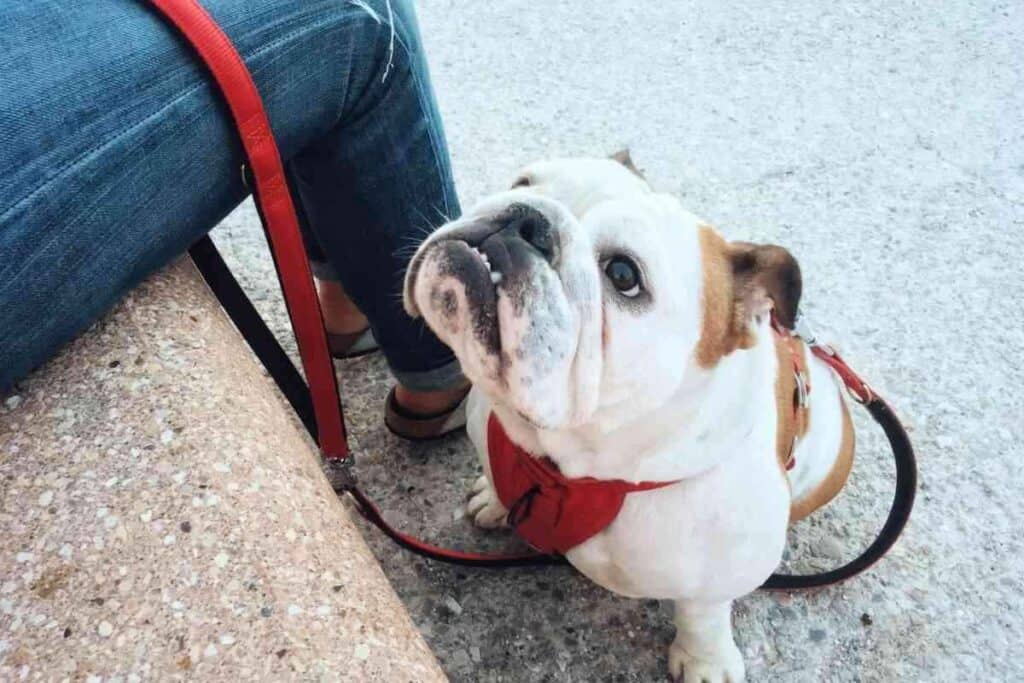 Reasons Why Your Bulldog Whines So Much 1 7 Reasons Why Your Bulldog Whines So Much