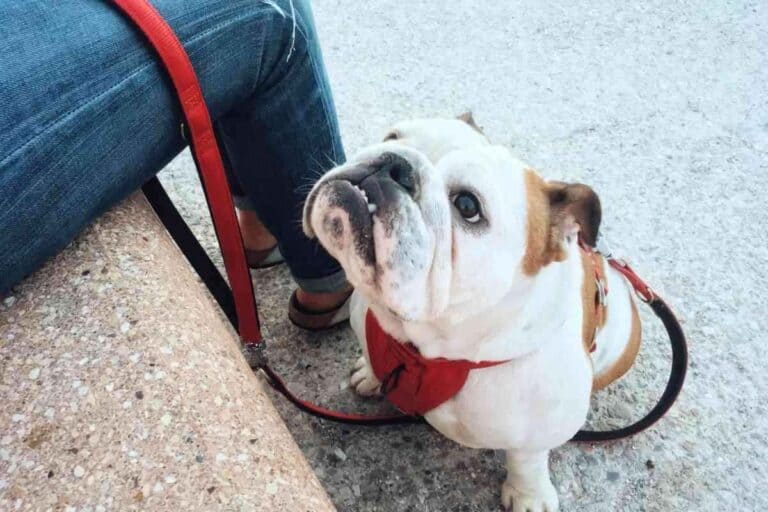 7 Reasons Why Your Bulldog Whines So Much