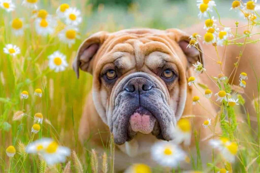 do english bulldogs get pimples