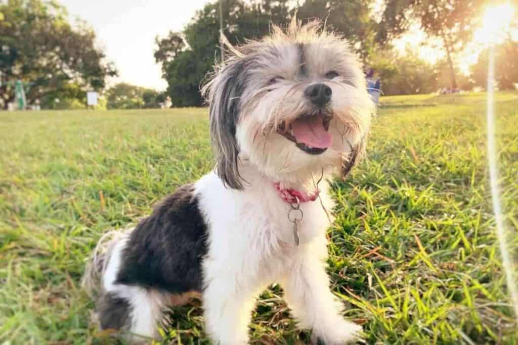 Should I Have A Havanese Dog A Pros And Cons Roundup 1 1024x683 