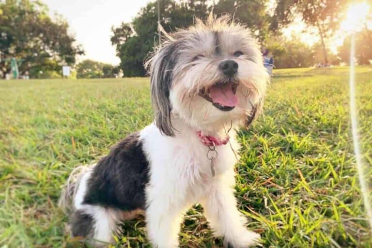 Should I Have a Havanese Dog? A Pros And Cons Roundup