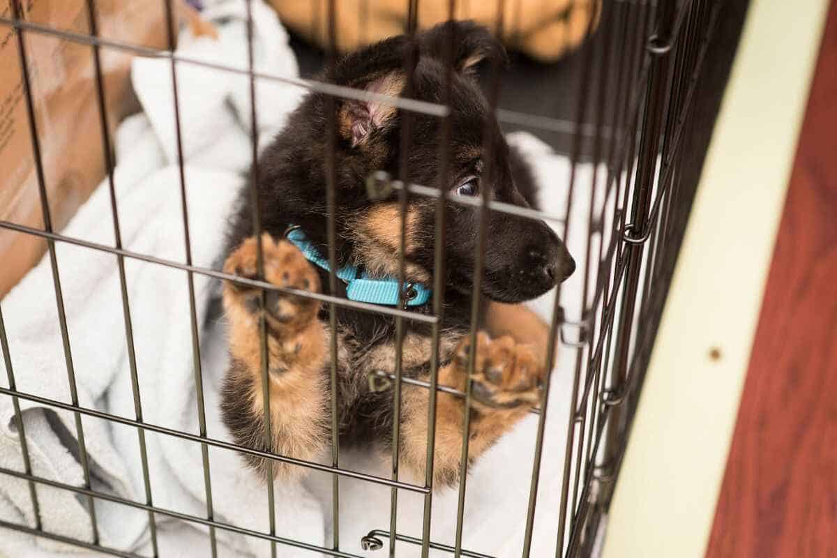 crate-conundrum-should-i-lock-my-puppy-in-his-crate-at-night