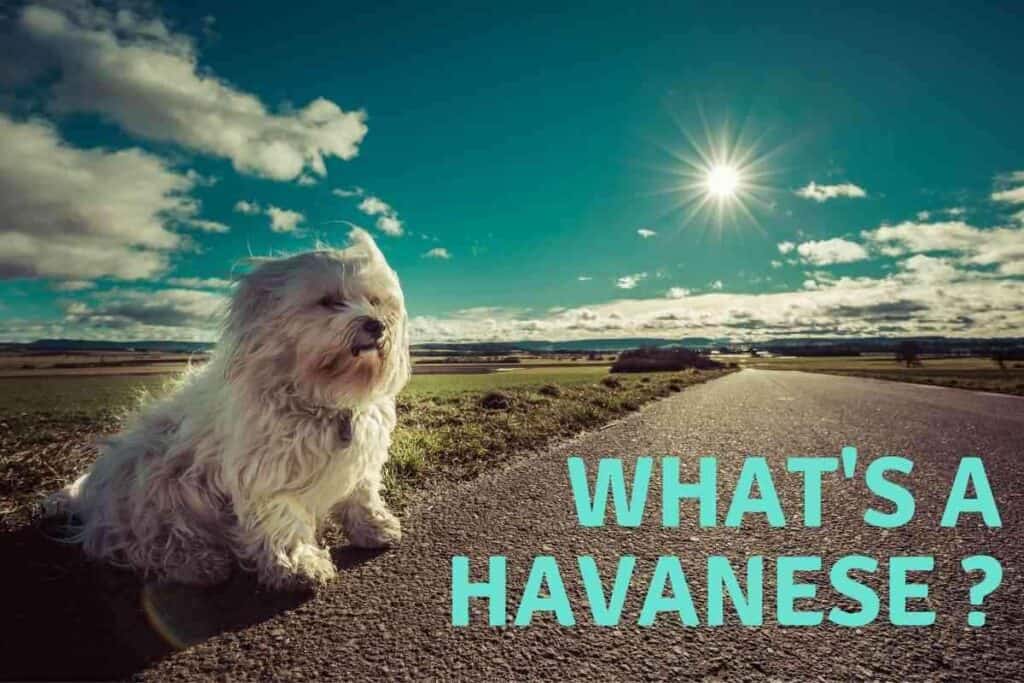 What Are Havanese Dogs 1 What Are Havanese Dogs? The Ultimate Havanese Breed Guide