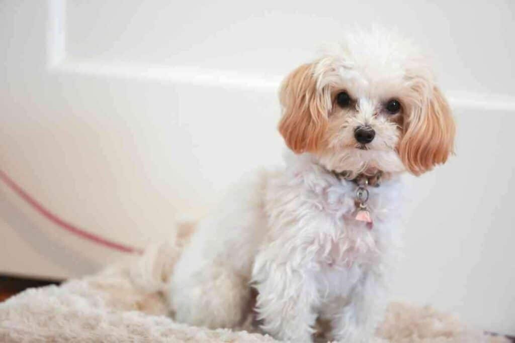 What Is The Life Expectancy Of A Maltipoo 3 What Is The Life Expectancy Of A Maltipoo?