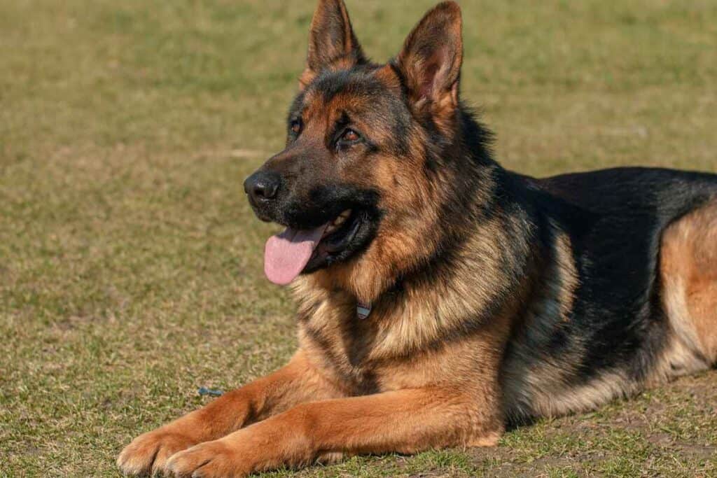 What Is the Best Color for a German Shepherd 1 What Is the Best Color for a German Shepherd? The Objective Truth!