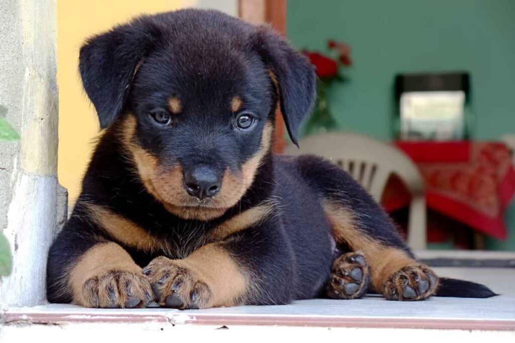 What To Feed A Rottweiler Puppy Best Dry And Wet Food Options 1 What To Feed A Rottweiler Puppy: Best Dry And Wet Food Options