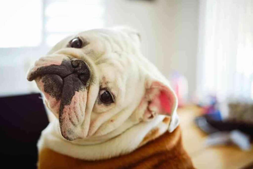 Why Your English Bulldog Gags 1 5 Reasons Why Your English Bulldog Gags And How To Help!