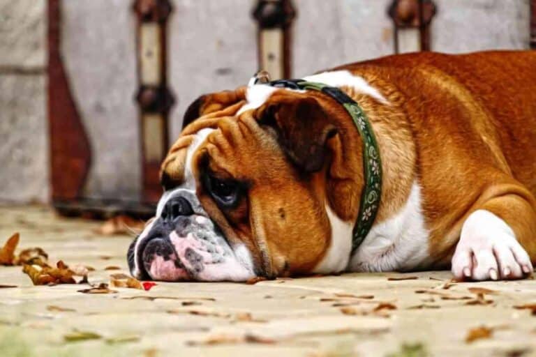 5 Reasons Why Your English Bulldog Gags And How To Help!