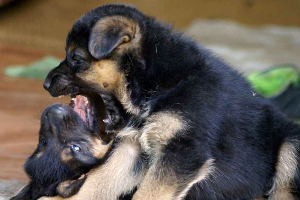 Why Your German Shepherd Puppy Keeps Biting You 1 1 5 Reasons Your German Shepherd Puppy Keeps Biting You