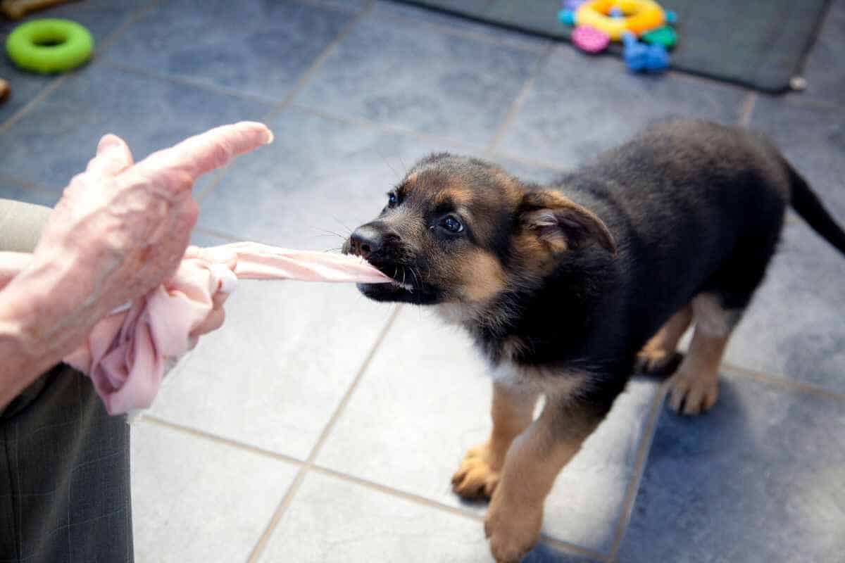 5 Reasons Your German Shepherd Puppy Keeps Biting You Yolo Pooch
