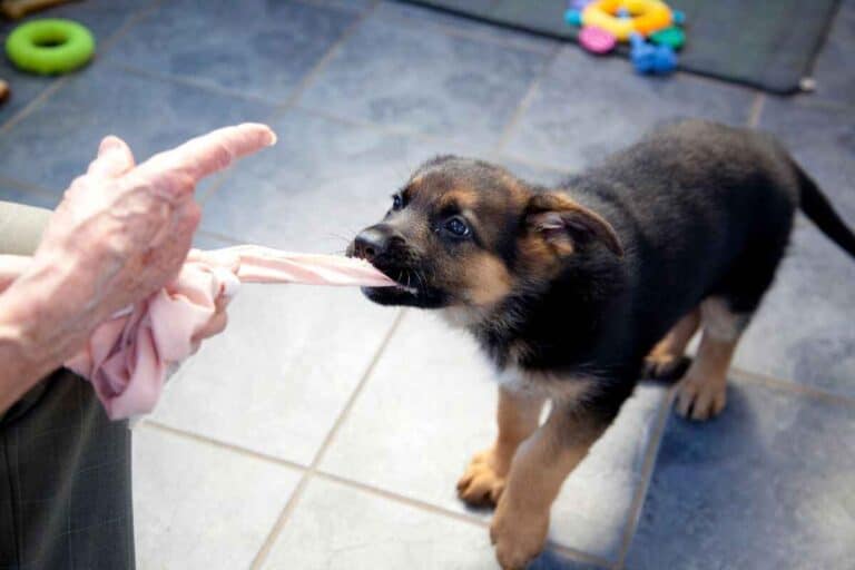 5 Reasons Your German Shepherd Puppy Keeps Biting You