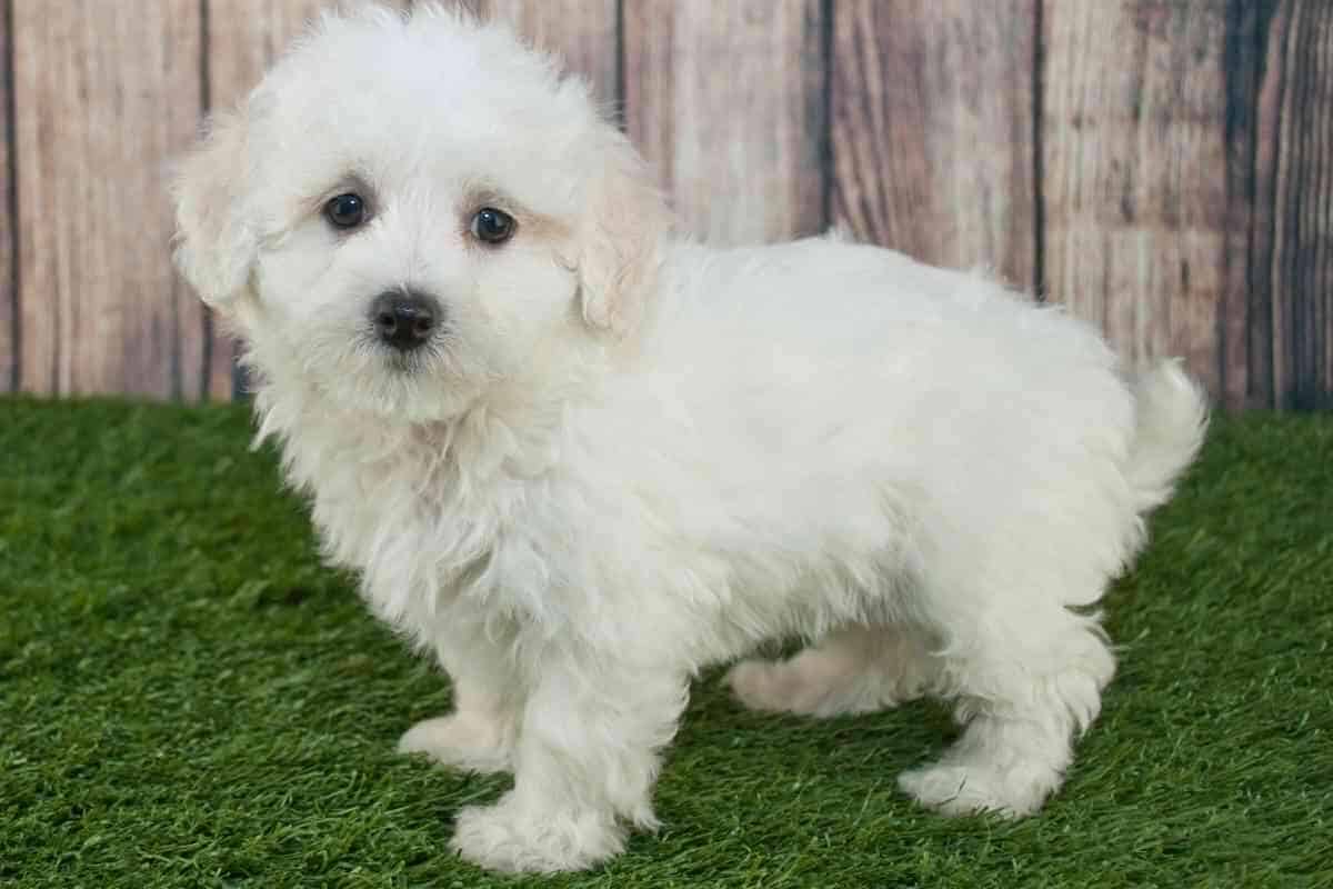 will-my-maltipoo-s-hair-change-color-with-age-yolo-pooch