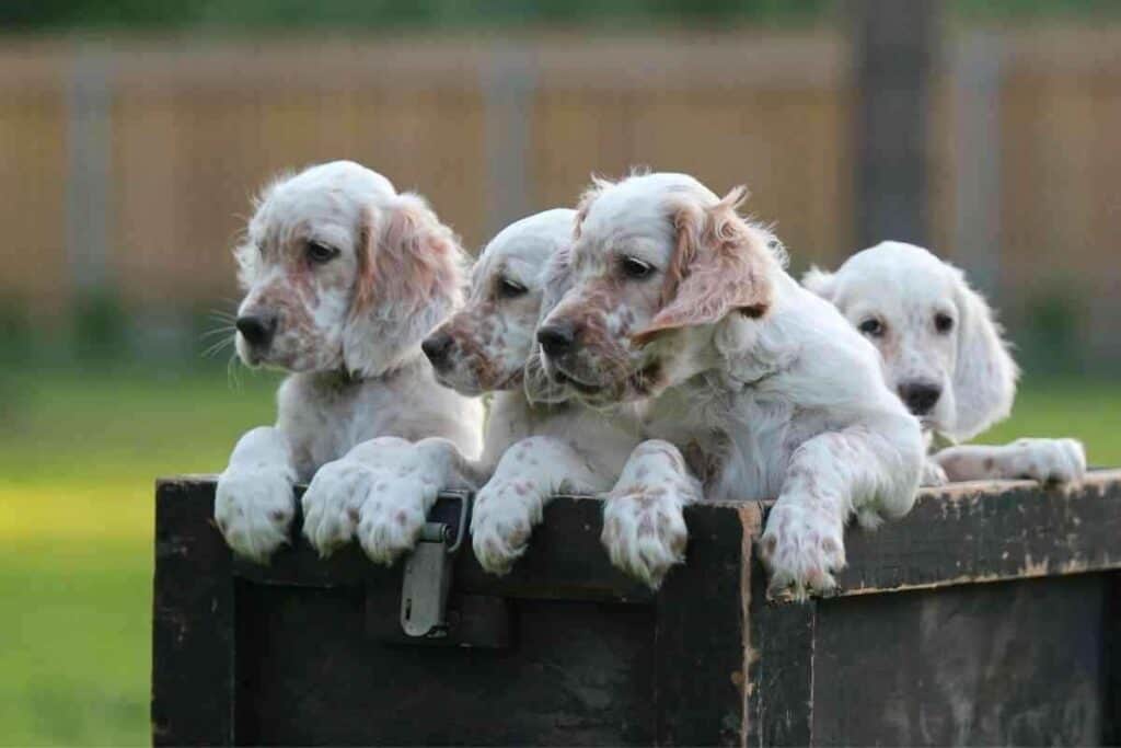 Are English Setters Easy To House Train 1 1 Are English Setters Easy To House Train?