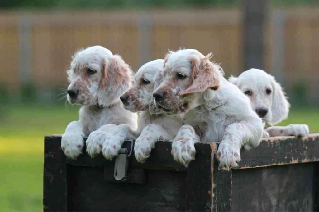 how to house train a english setter puppy