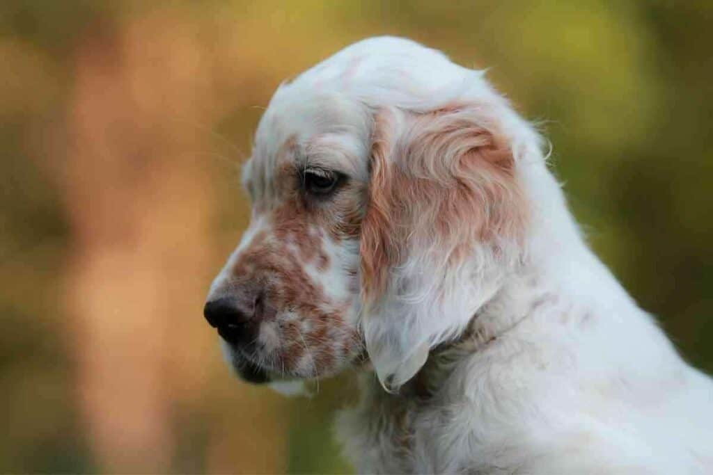 Are English Setters Easy To House Train 1 Are English Setters Easy To House Train?