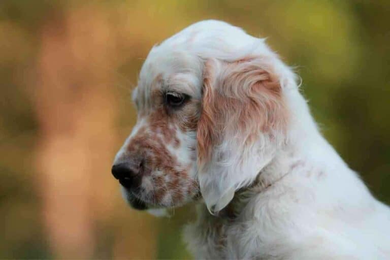 Are English Setters Easy To House Train?