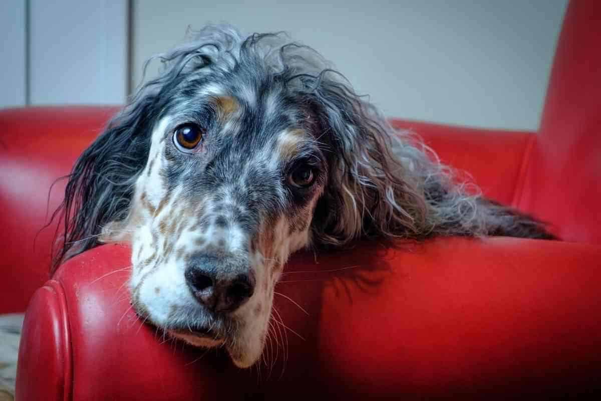 Are English Setters Smart? Answered & Explained! Yolo Pooch