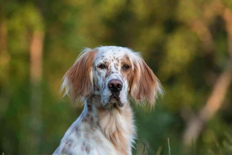 Are English Setters Smart? Answered & Explained!