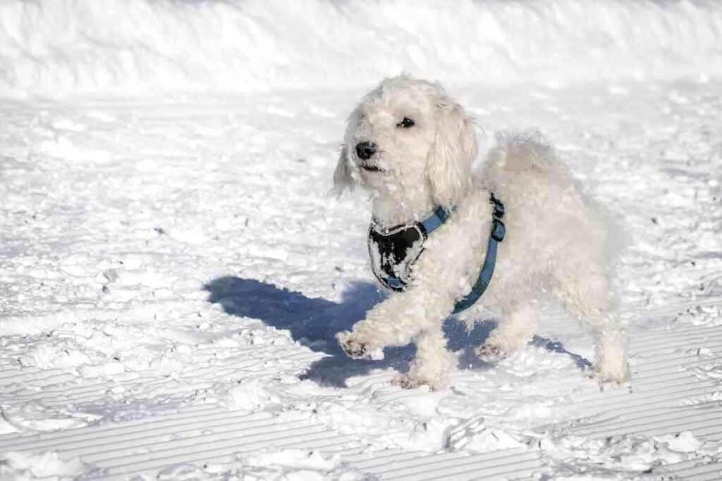 At What Age Does A Maltipoo Calm Down 1 1 At What Age Does A Maltipoo Calm Down?