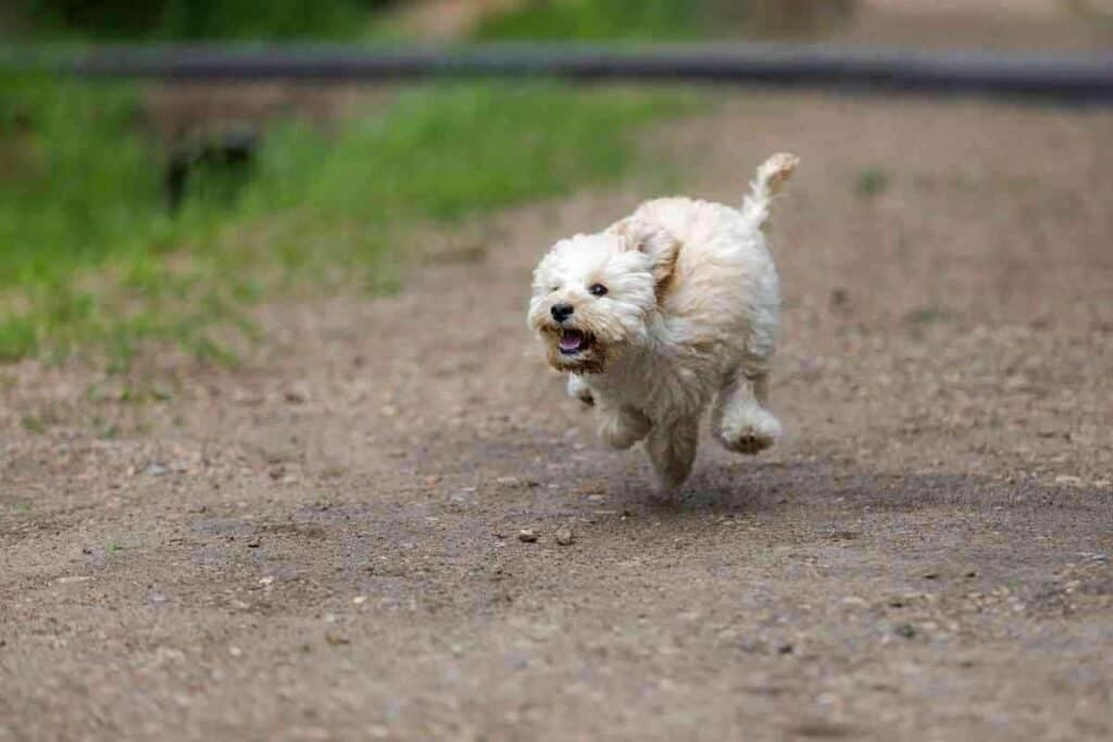 At What Age Does A Maltipoo Calm Down 1 At What Age Does A Maltipoo Calm Down?