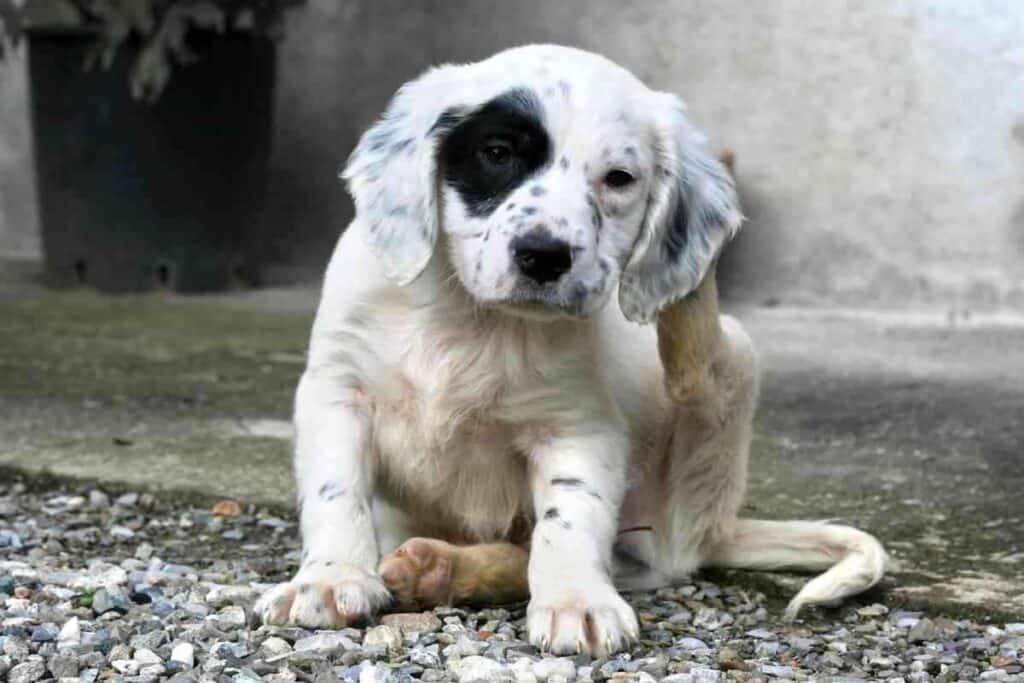 Can English Setters Be Left Alone 1 Can English Setters Be Left Alone? Answered!