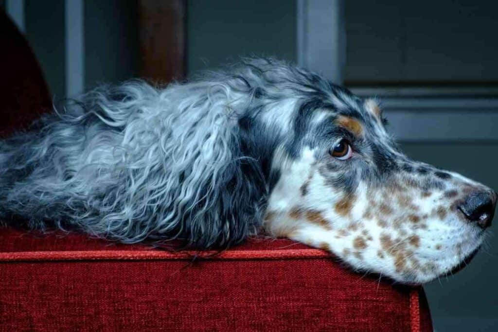 Do English Setters Make Good Family Pets 1 1 Do English Setters Make Good Family Pets?