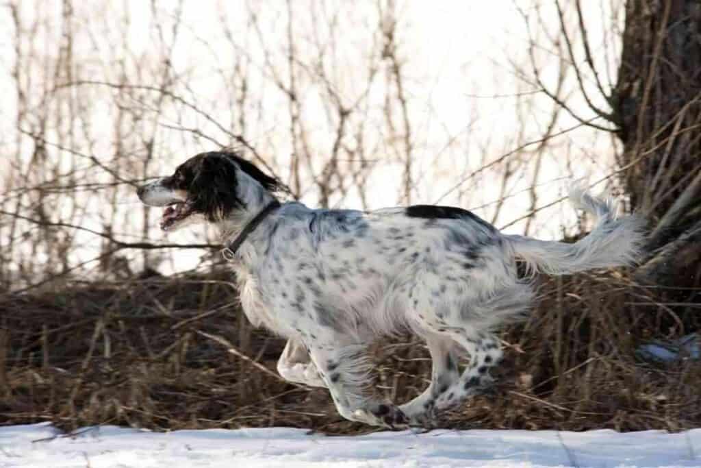 Do English Setters Make Good Family Pets 1 Do English Setters Make Good Family Pets?