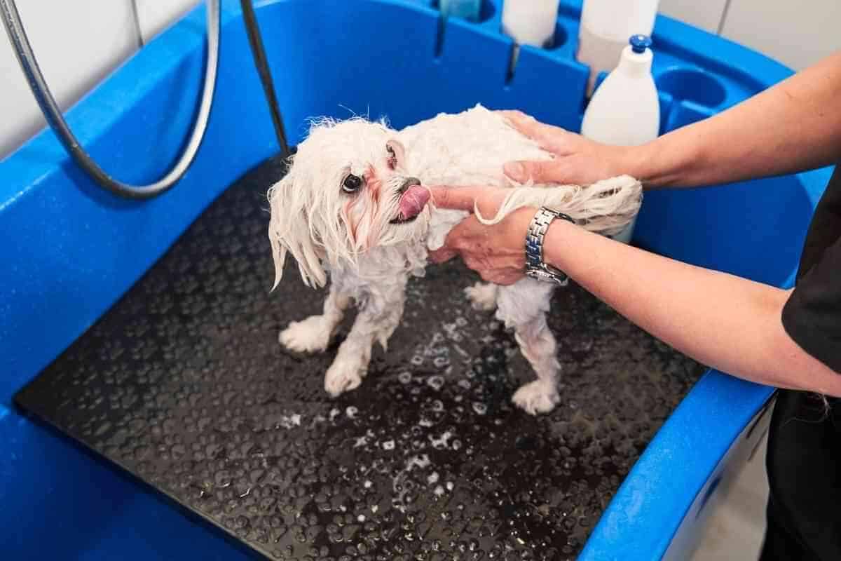How Often Do Maltipoos Need To Be Bathed? Answered! Yolo Pooch