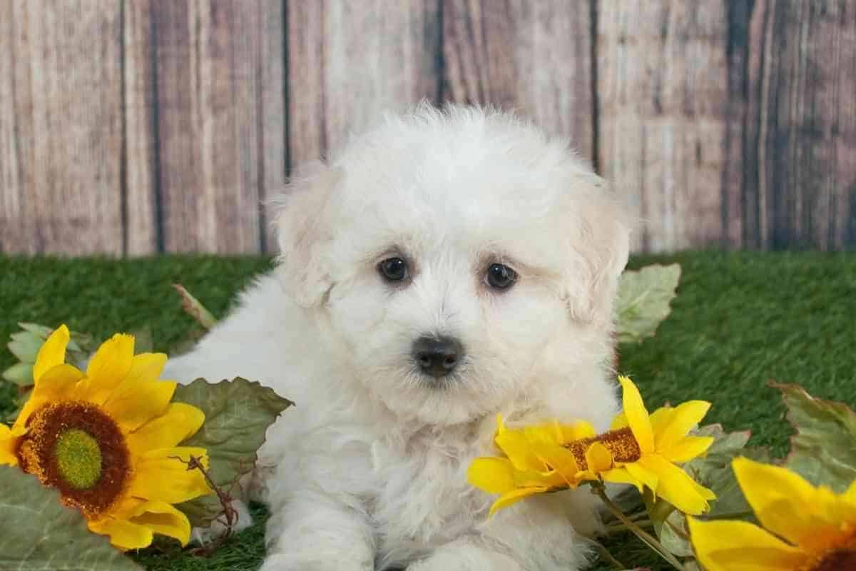 What Issues Do Maltipoos Have? Any? Yolo Pooch