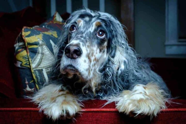 What’s Bad About English Setters? Do People Like Them?