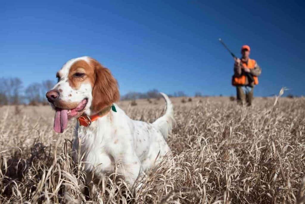 Whats Bad About English Setters What’s Bad About English Setters? Do People Like Them?