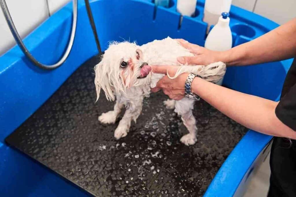 Why Does My Maltipoo Lick Me So Much 1 1 Why Does My Maltipoo Lick Me So Much? Answered!