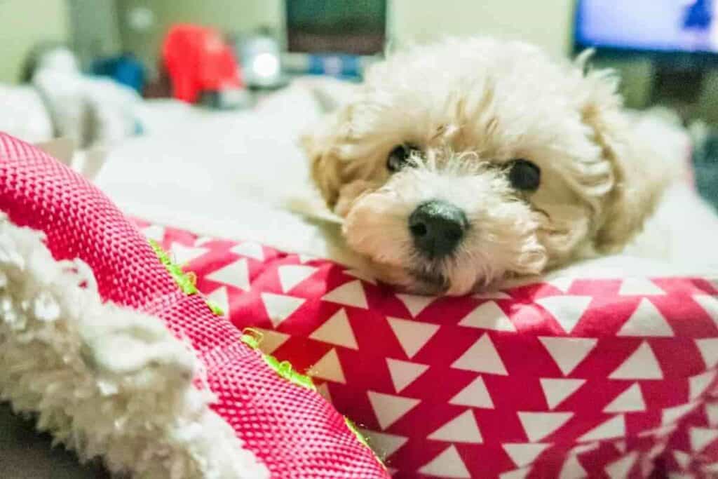 Why Does My Maltipoo Lick Me So Much 1 Why Does My Maltipoo Lick Me So Much? Answered!