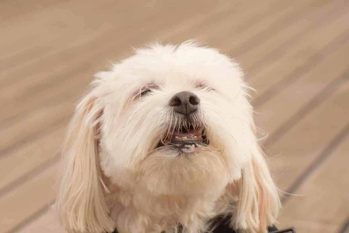5 Reasons Why Your Havanese Bites So Much And How To Stop It Yolo Pooch