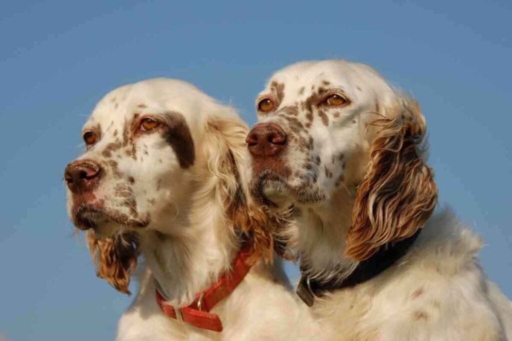 Are English Setters Good For First Time Dog Owners 1 1 Are English Setters Good For First-Time Dog Owners?