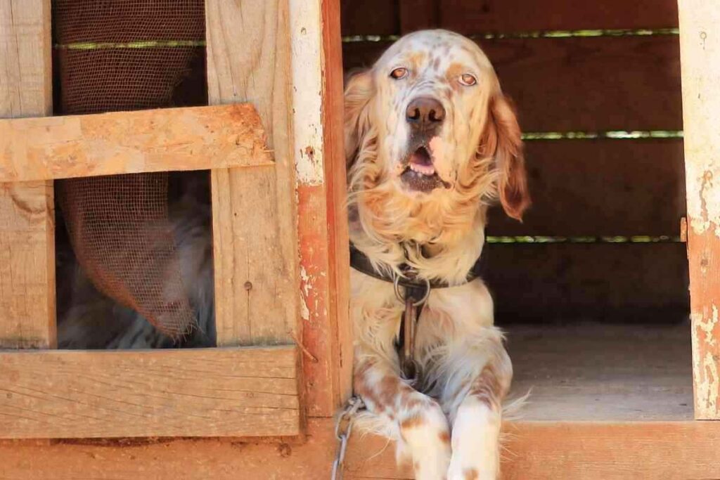 Do English Setters Bark A Lot 1 1 Do English Setters Bark A Lot? Answered!