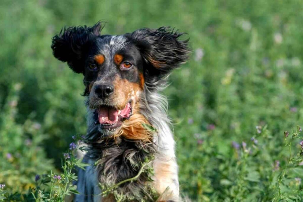 Do English Setters Bark A Lot 1 Do English Setters Bark A Lot? Answered!