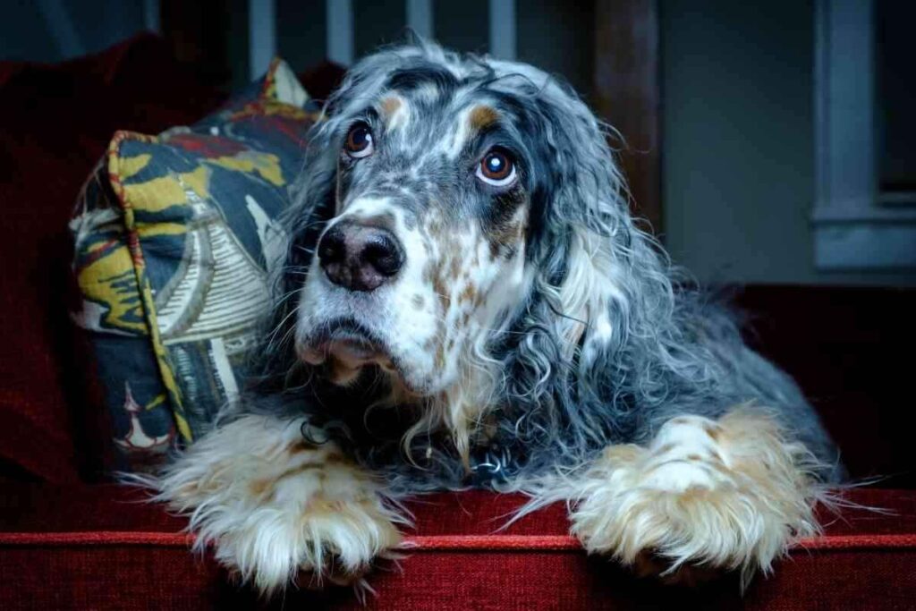 Do English Setters Like To Cuddle 1 1 Do English Setters Like To Cuddle? Why?