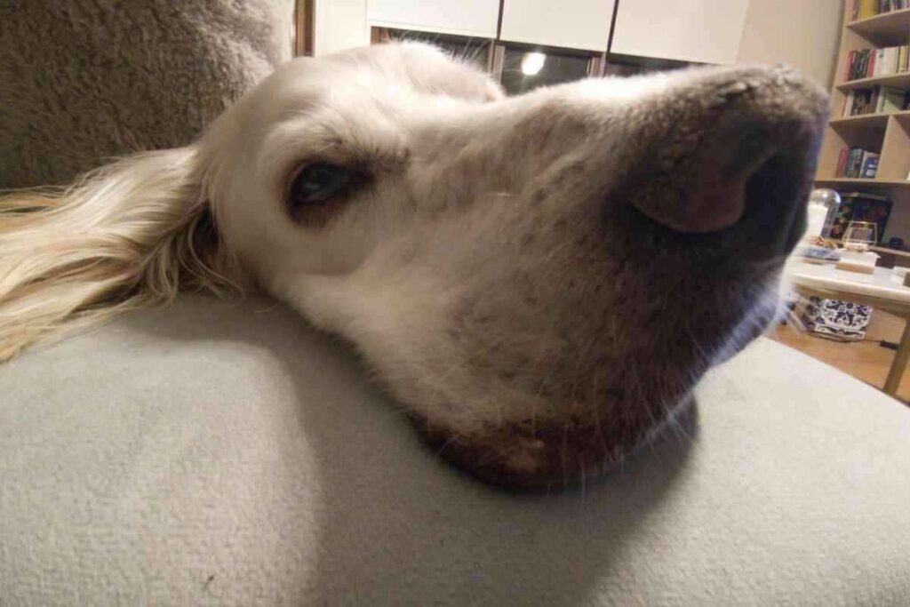 Do English Setters Like To Cuddle 1 Do English Setters Like To Cuddle? Why?