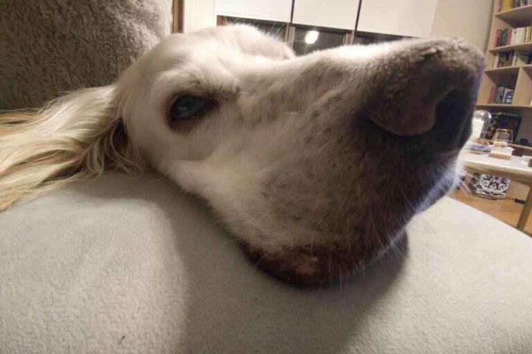 Do English Setters Like To Cuddle? Why?