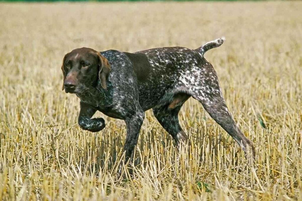 What Is The Difference Between A Setter And A Pointer 1 What Is The Difference Between A Setter And A Pointer?