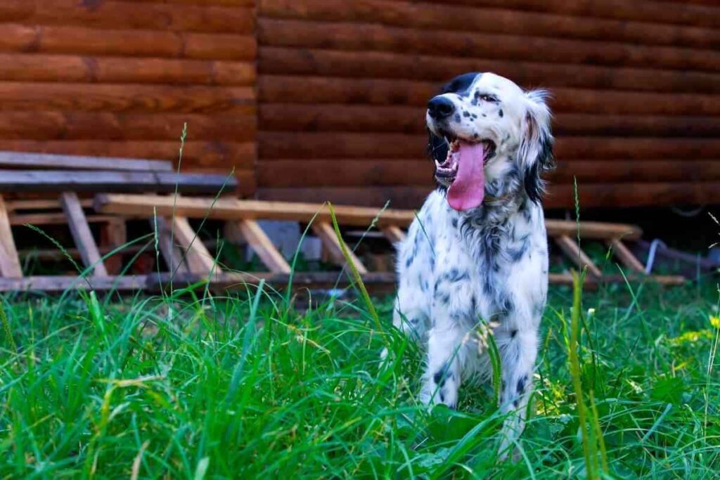 Are English Setters Affectionate 1 1 Are English Setters Affectionate? Answered!